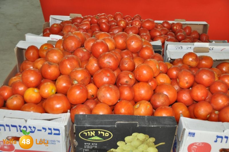 setona2y 830 (18).JPG